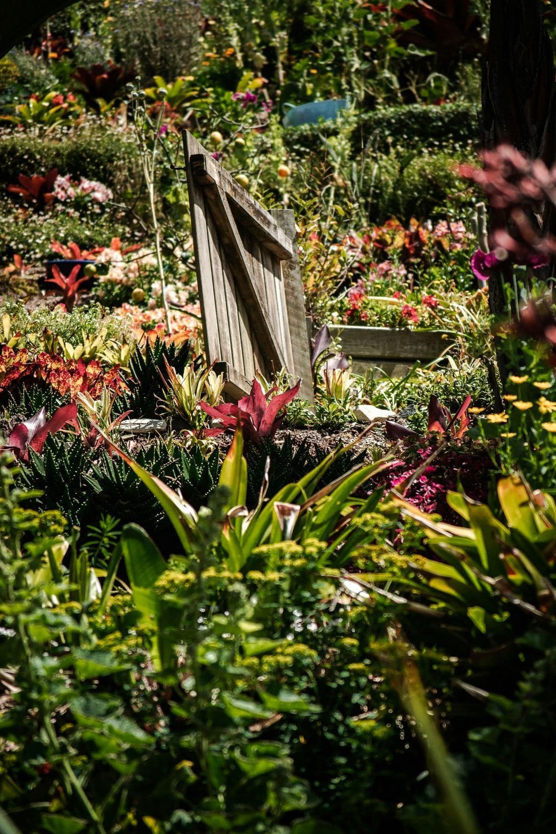 Garden design and planting