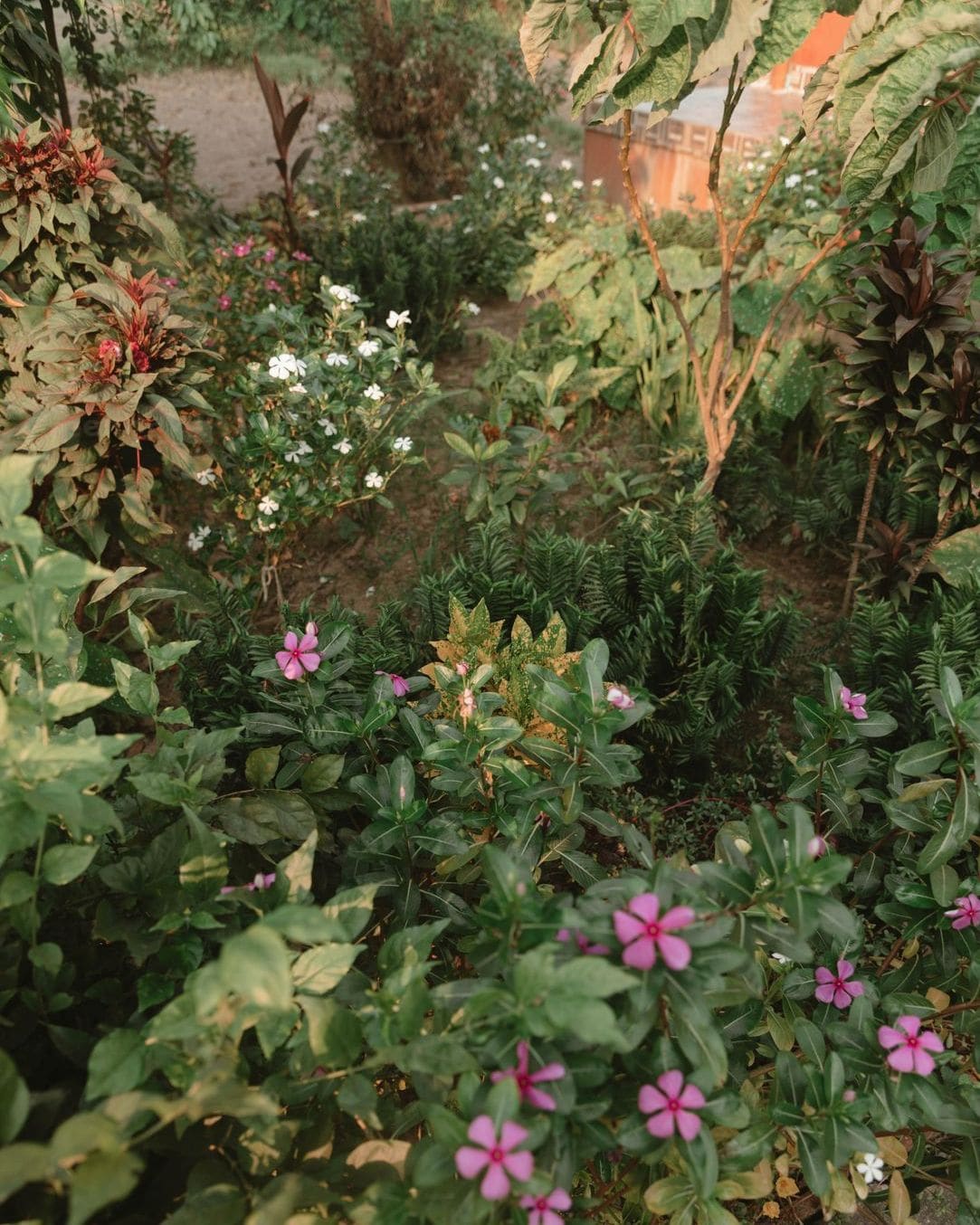 Hedge trimming and pruning